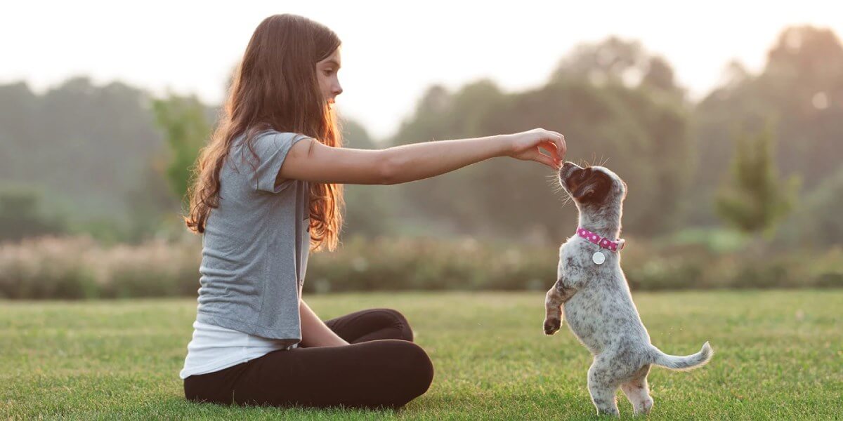 Yavru Köpek Eğitimi, Yavru Köpek Eğitimi