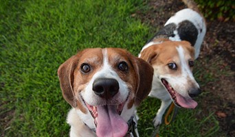 Günlük Köpek Kreşi, Günlük Köpek Kreşi